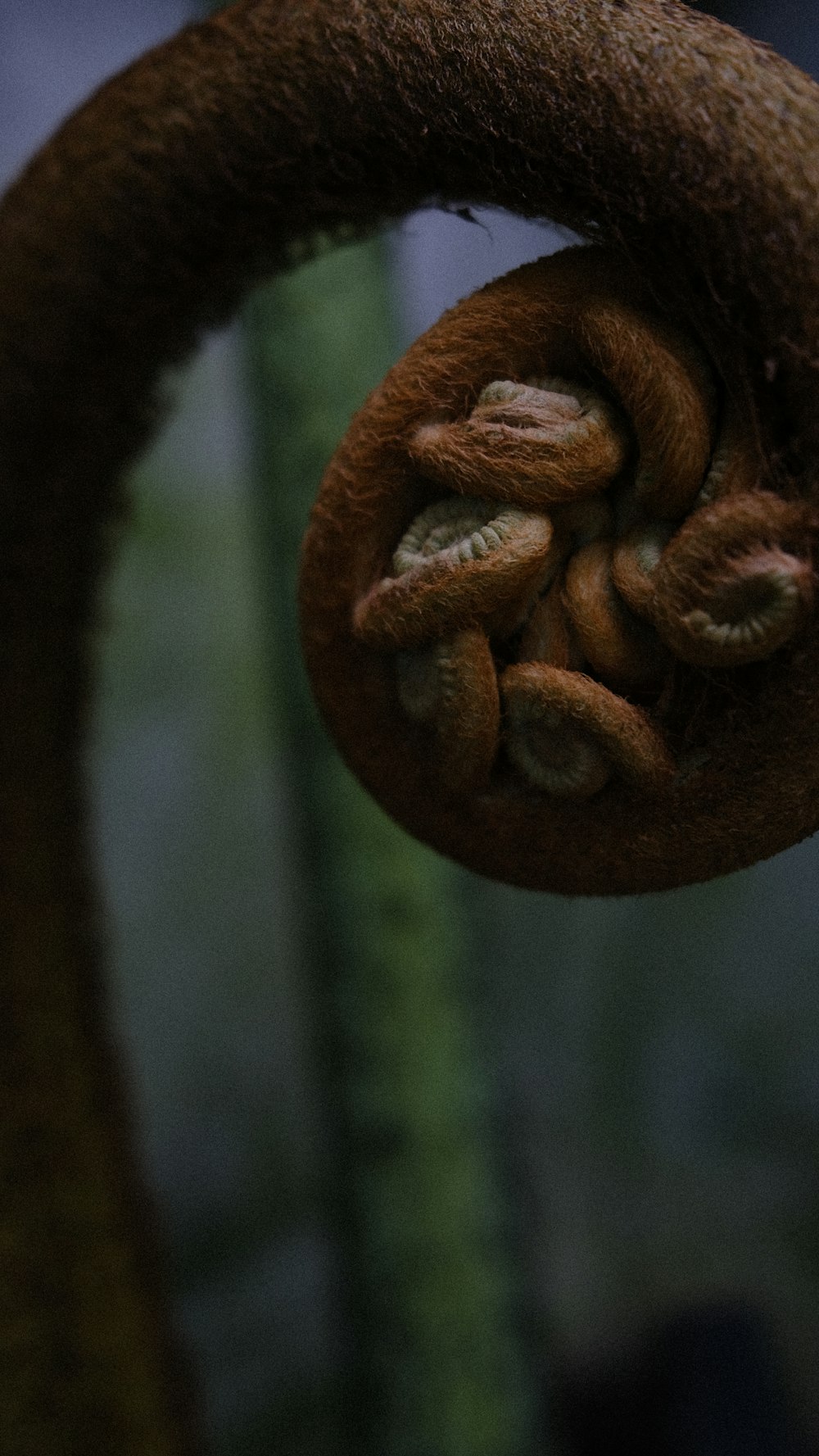 a close up of a bunch of nuts on a tree