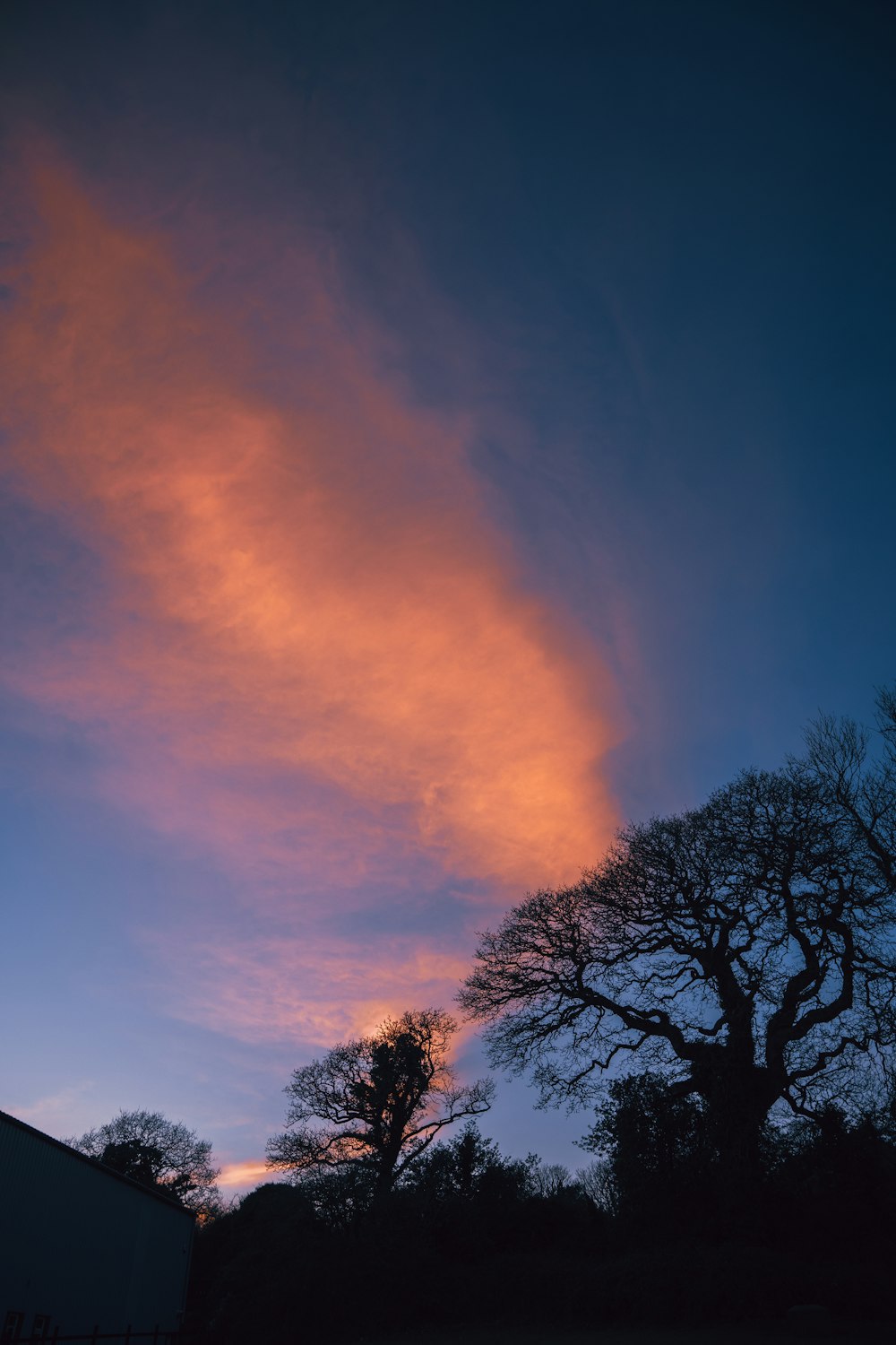 Un nuage rose est dans le ciel au-dessus d’un arbre