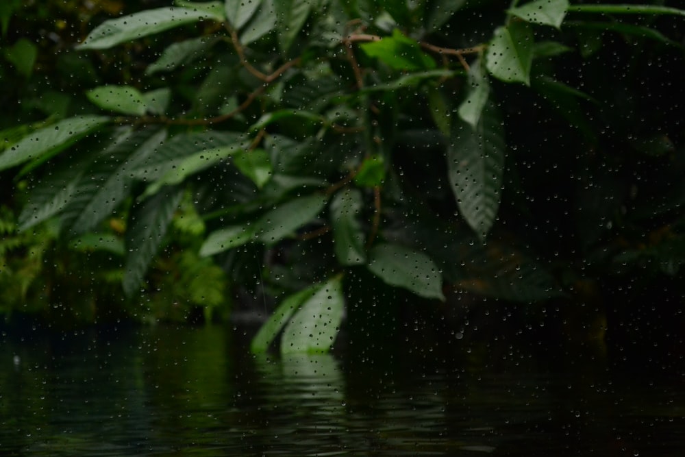 rain falling on the leaves of a tree over a body of water