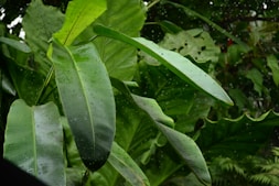 a close up of a leafy plant with rain drops
