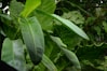 a close up of a leafy plant with rain drops