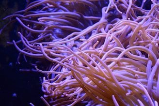 An intricate network of long, flowing tendrils, possibly belonging to a sea anemone or similar marine organism, set against a dark background. The tendrils are primarily pink and purple, creating a striking visual contrast.