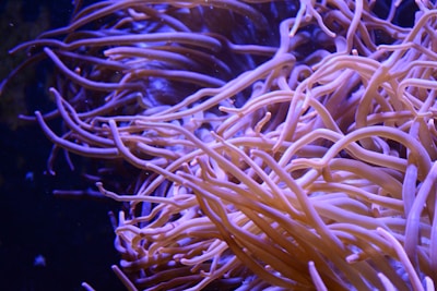 An intricate network of long, flowing tendrils, possibly belonging to a sea anemone or similar marine organism, set against a dark background. The tendrils are primarily pink and purple, creating a striking visual contrast.