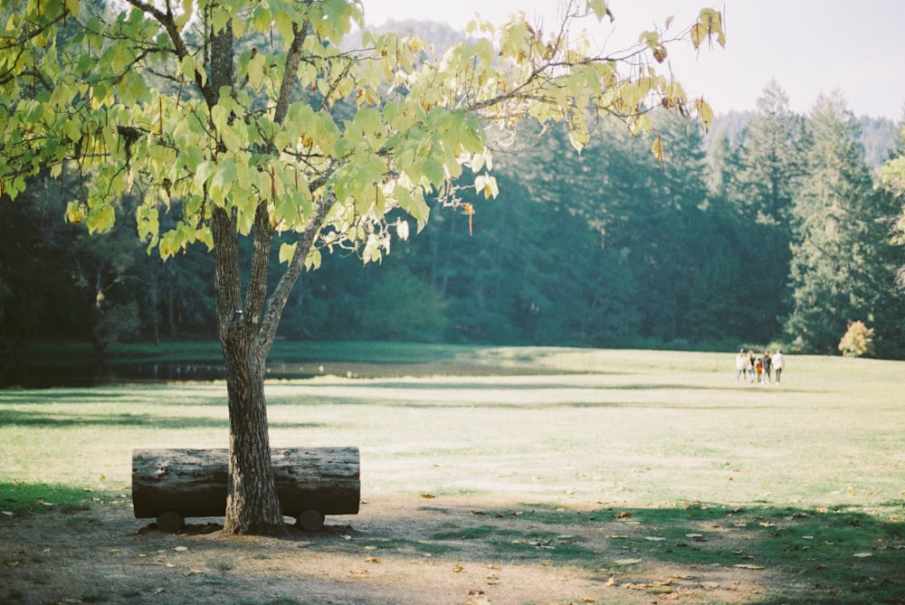 a tree sitting in the middle of a lush green field