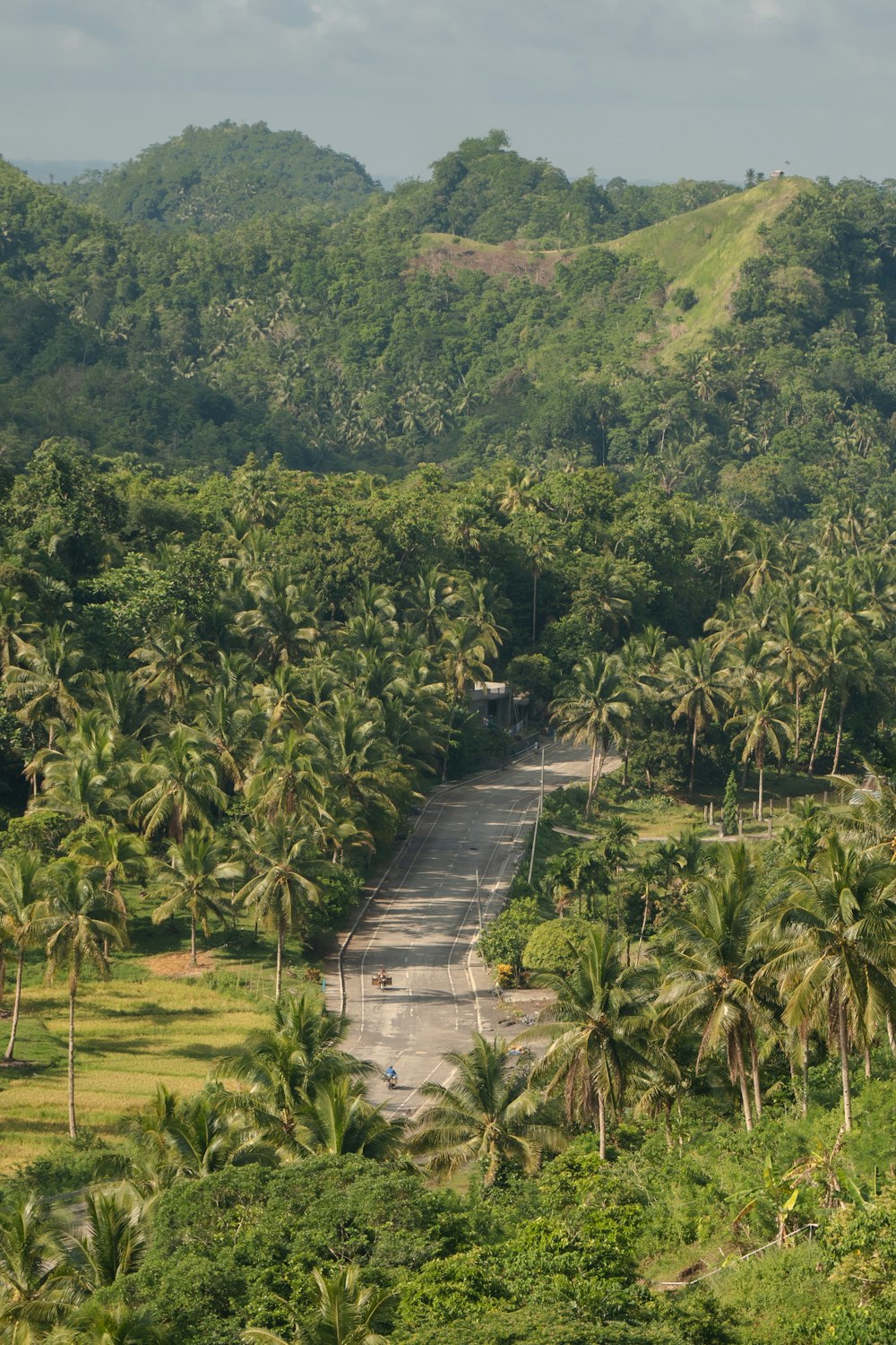 a lush green forest filled with lots of trees