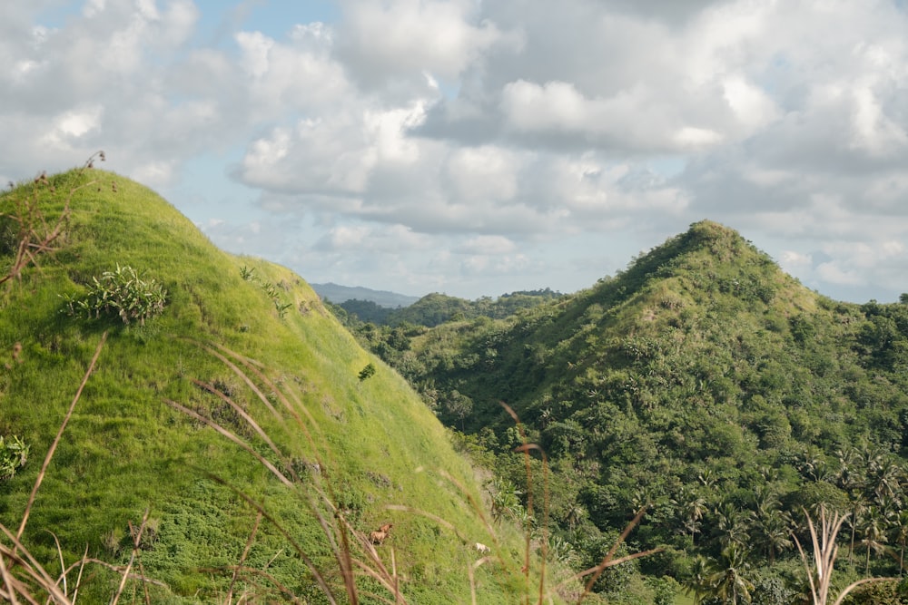 a lush green hillside covered in lush vegetation