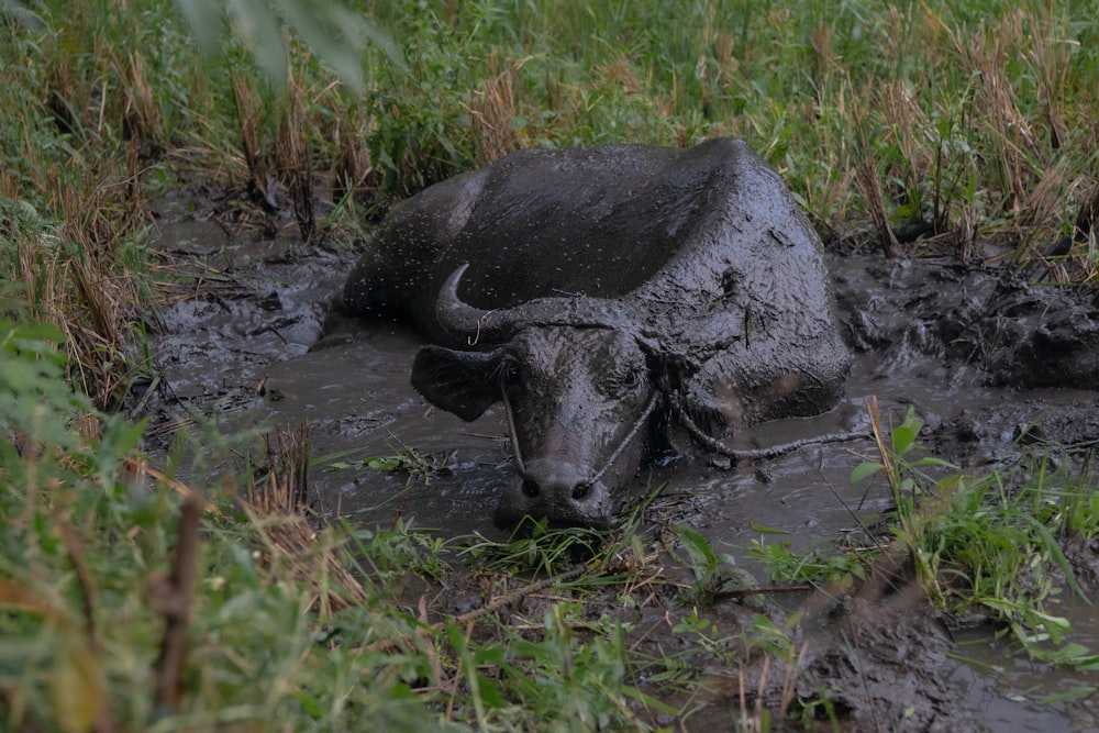a black cow laying in a muddy field