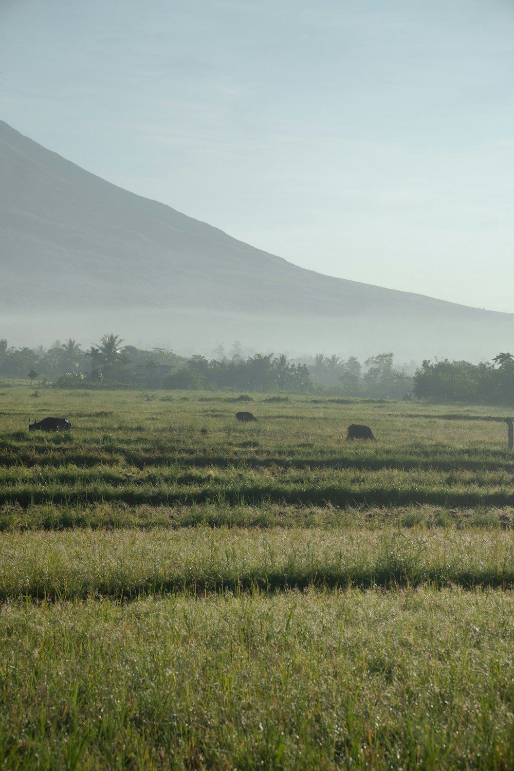 a herd of animals grazing on a lush green field