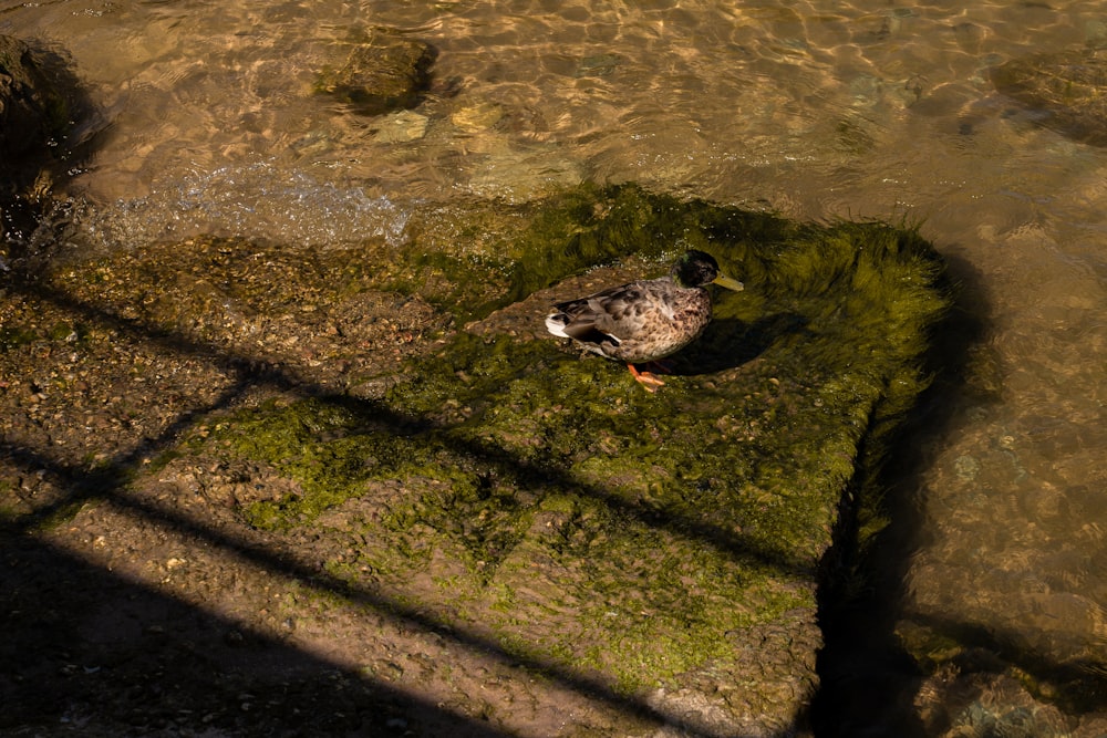 eine Ente, die auf einem Felsen im Wasser sitzt