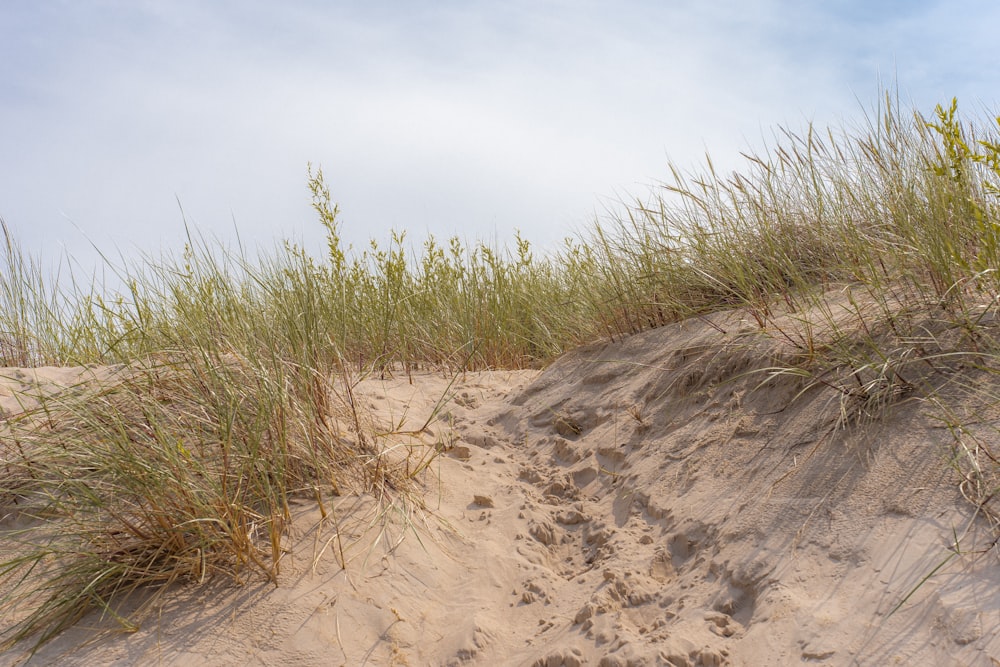 a sandy dune with grass growing out of it