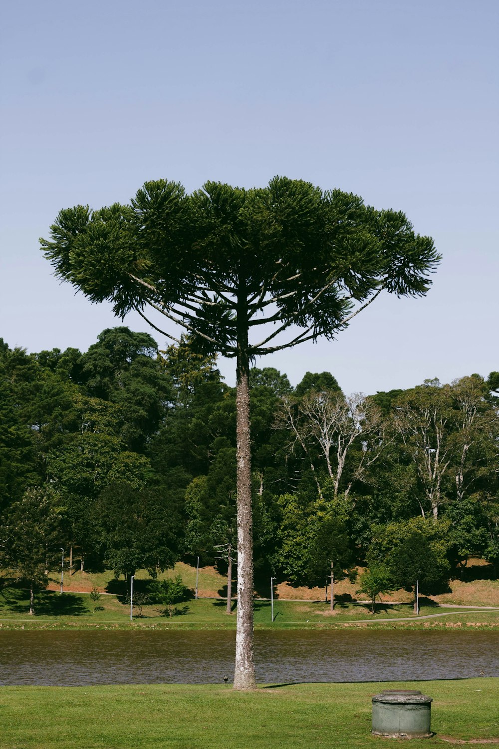 a large tree in the middle of a park