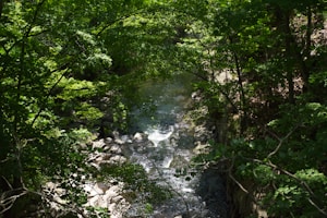 Waldzauber