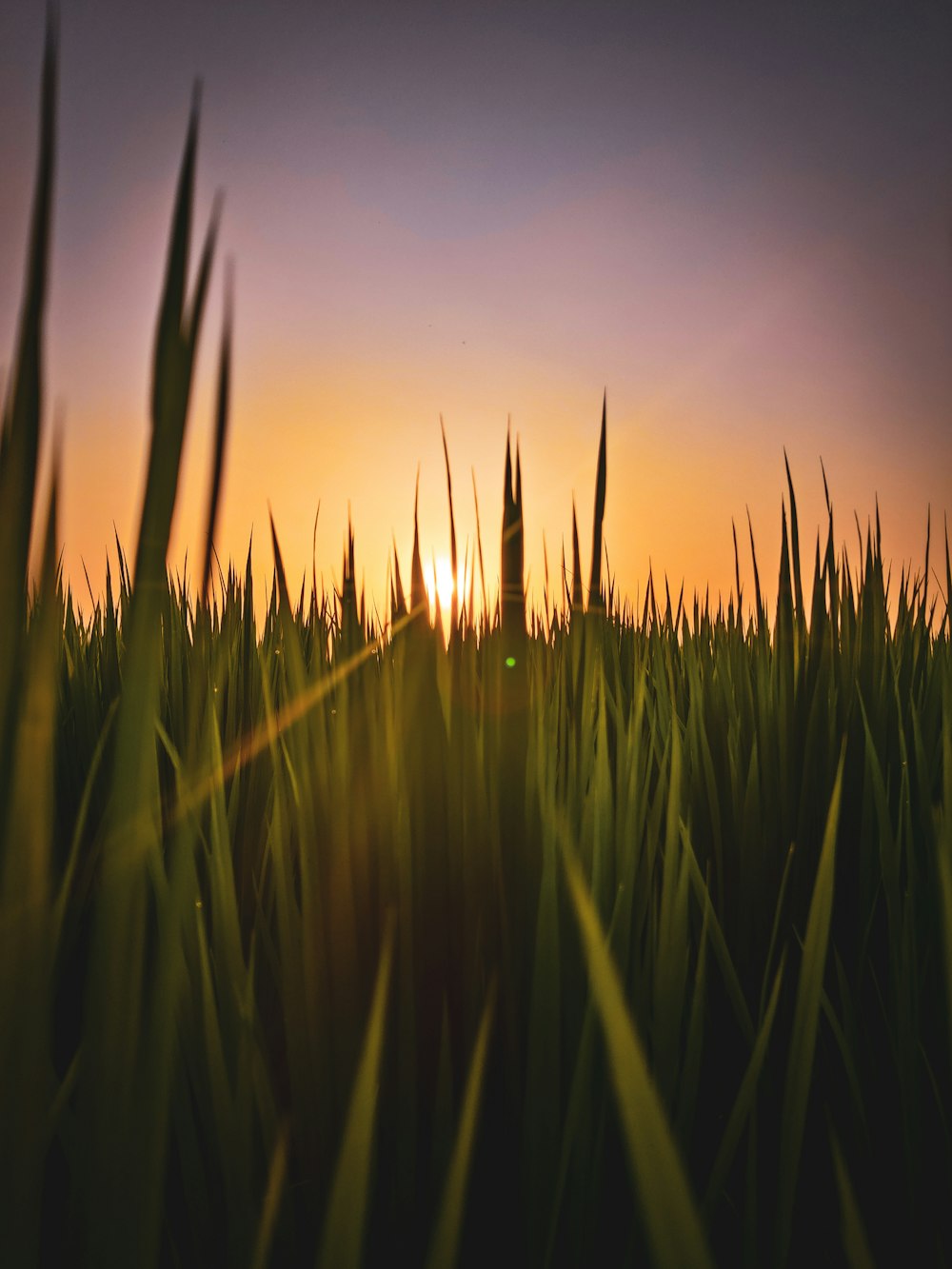 the sun is setting over a field of grass