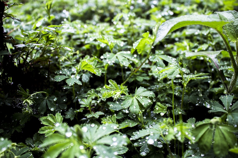 un champ de plantes vertes avec des gouttelettes d’eau dessus