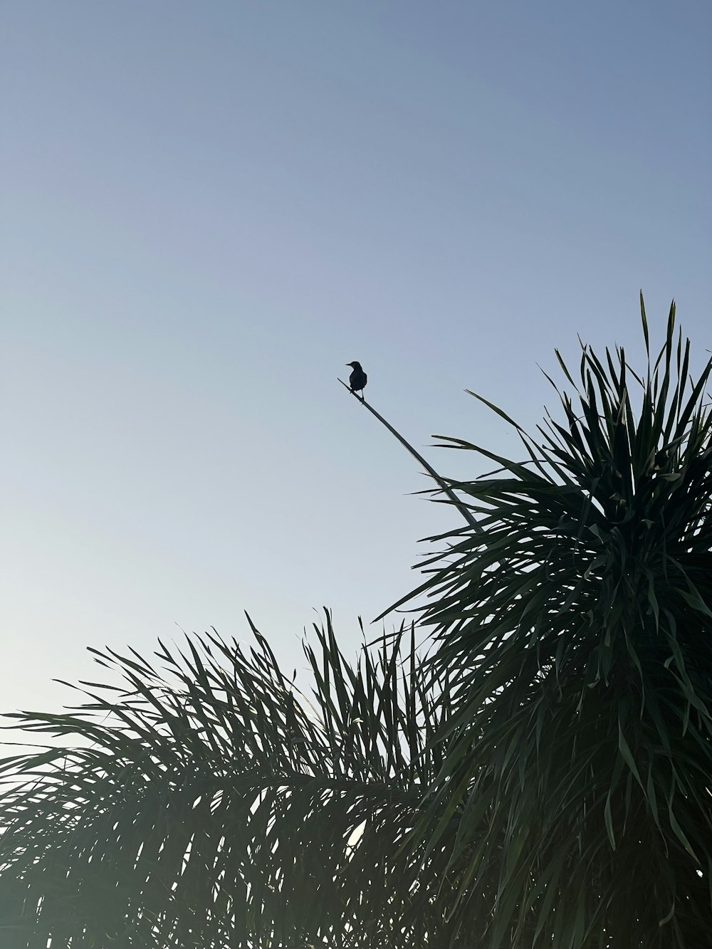 a bird sitting on top of a palm tree