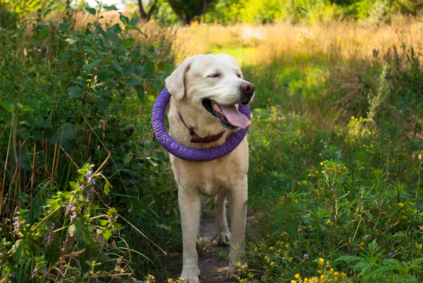Labrador Retriever photo 3