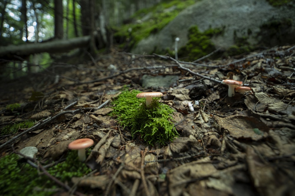 a group of mushrooms sitting on top of a forest floor