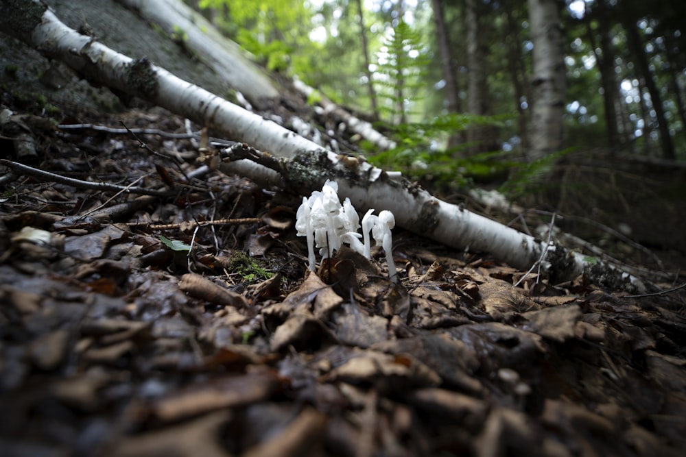 a group of mushrooms sitting on top of a forest floor