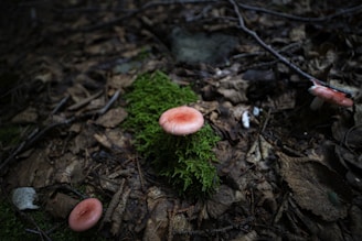 Pink mushrooms are growing among brown, fallen leaves and branches on forest floor, surrounded by patches of green moss.