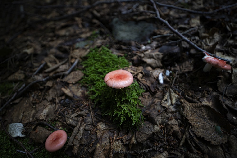 a group of mushrooms sitting on top of a forest floor