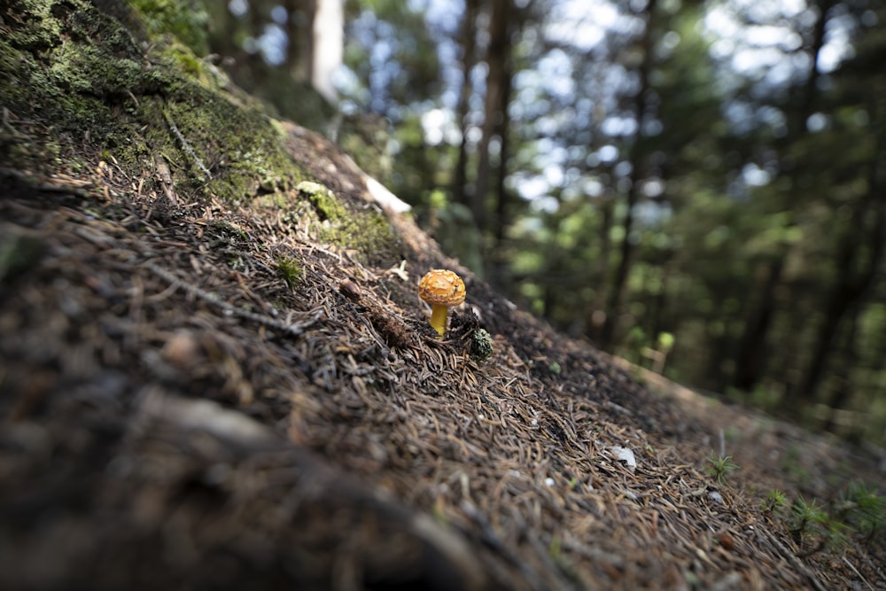 a small yellow mushroom sitting on the side of a hill