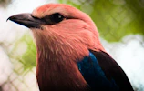 Close-up of a colorful lilac-breasted roller in mid-flight.