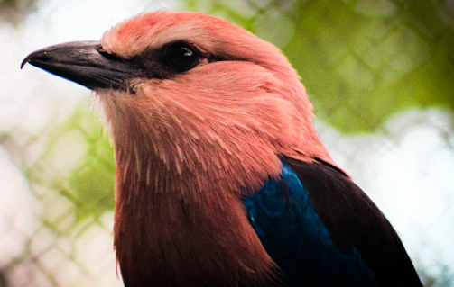 Close-up of a colorful lilac-breasted roller in mid-flight.