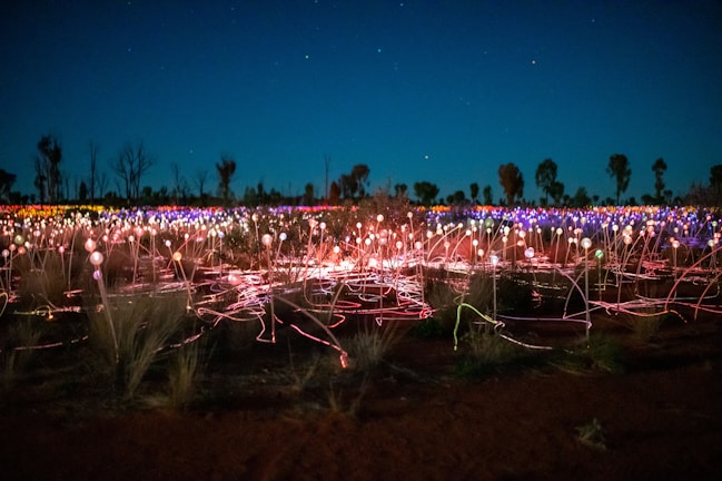 A field of illuminated light spheres is spread across a landscape with various colors glowing in the dark. Sparse foliage and trees can be seen silhouetted against the clear, dark blue sky. The scene conveys a sense of magical wonder with vibrant lights appearing to dance along the ground.