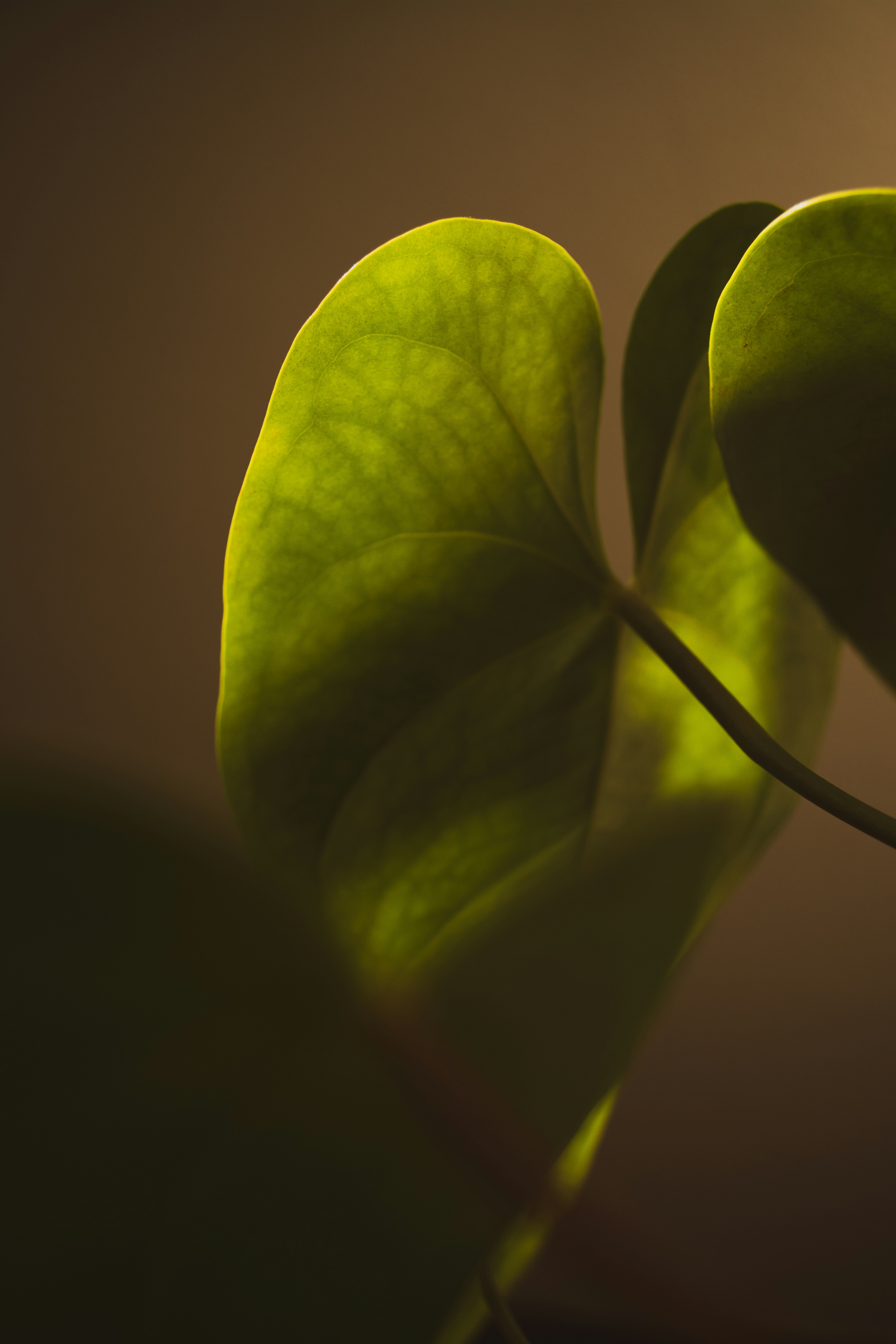 Photo by dantecandal