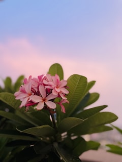 Colorful tropical flowers blooming vibrantly against a soft pastel sky at sunset