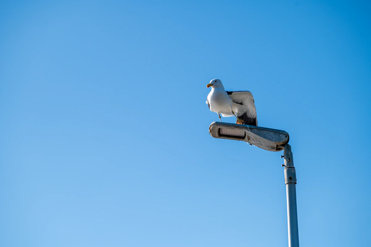 Pole with camera and solar panel from a license plate recognition system