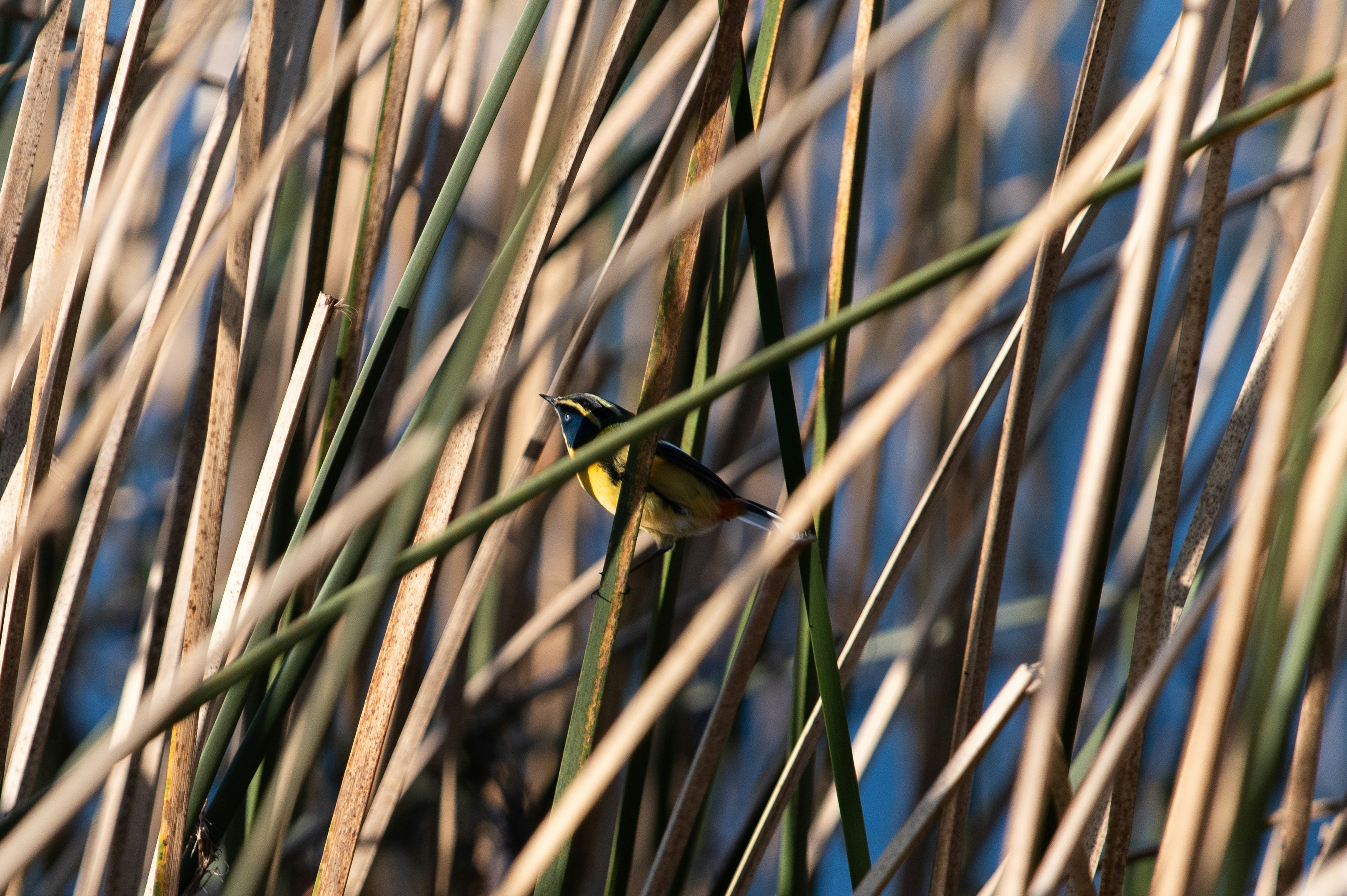 Photo by natachairken