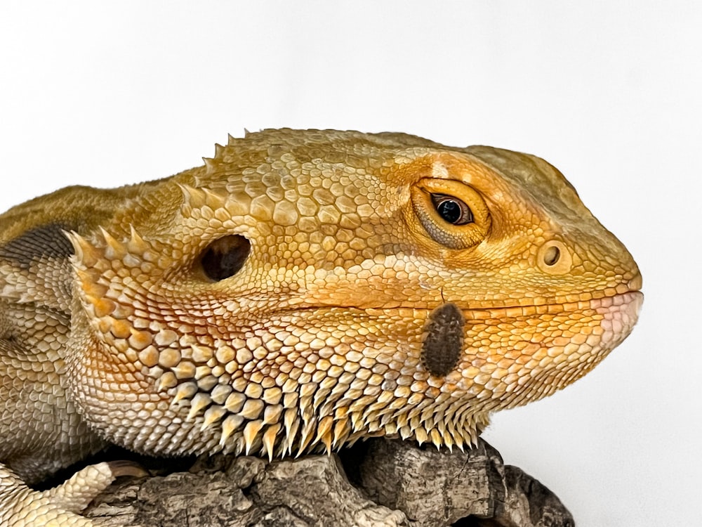 a close up of a lizard on a rock