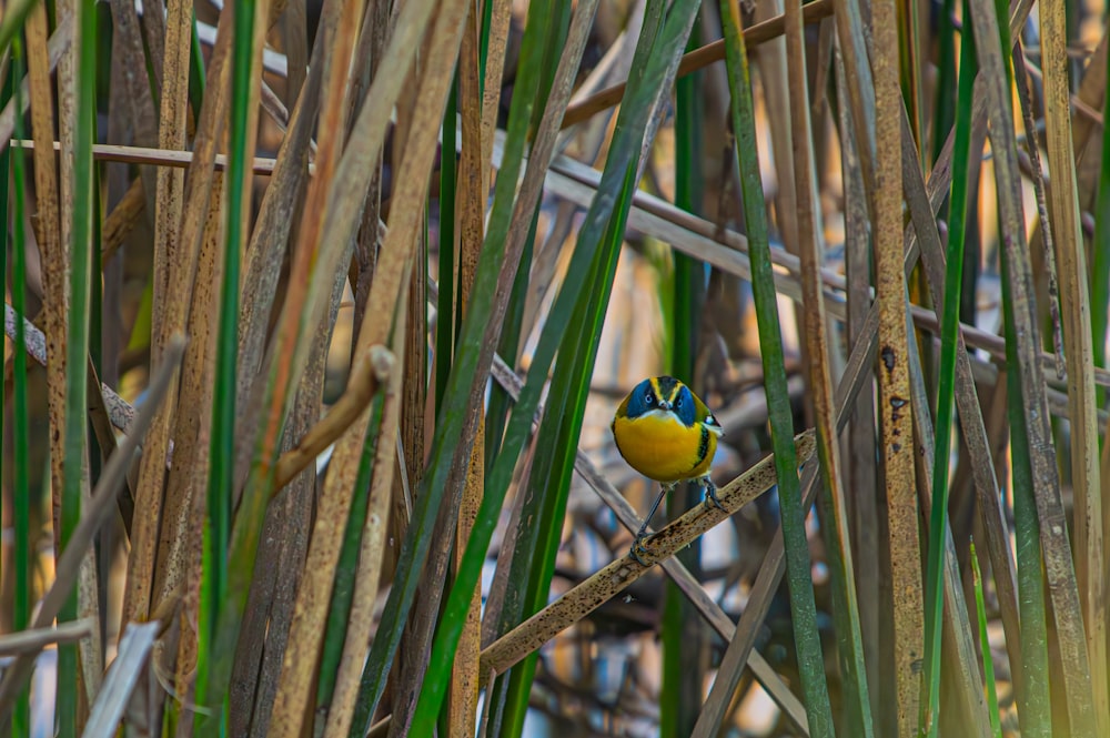 a small yellow and blue bird sitting on a branch