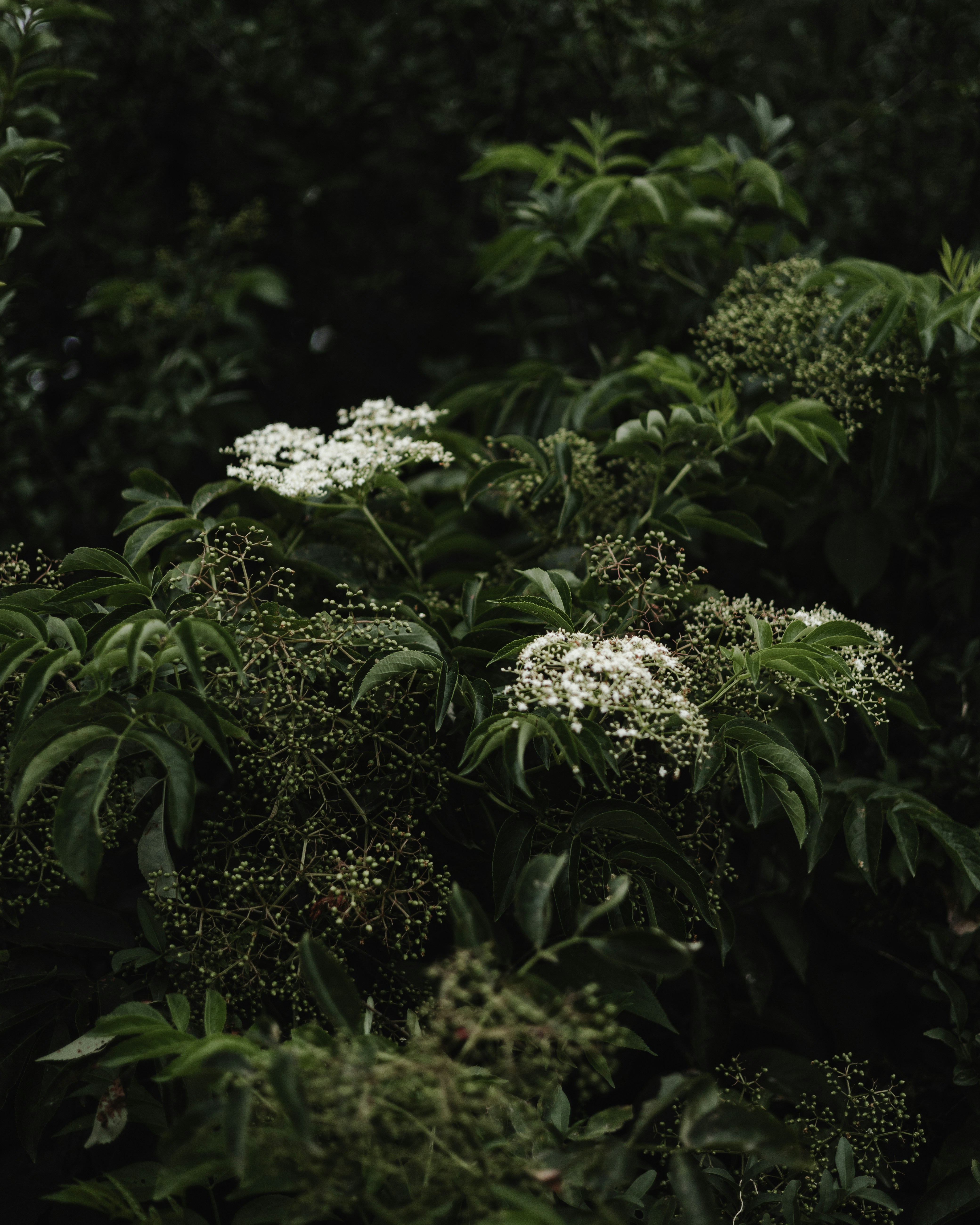 Photo by elijahp