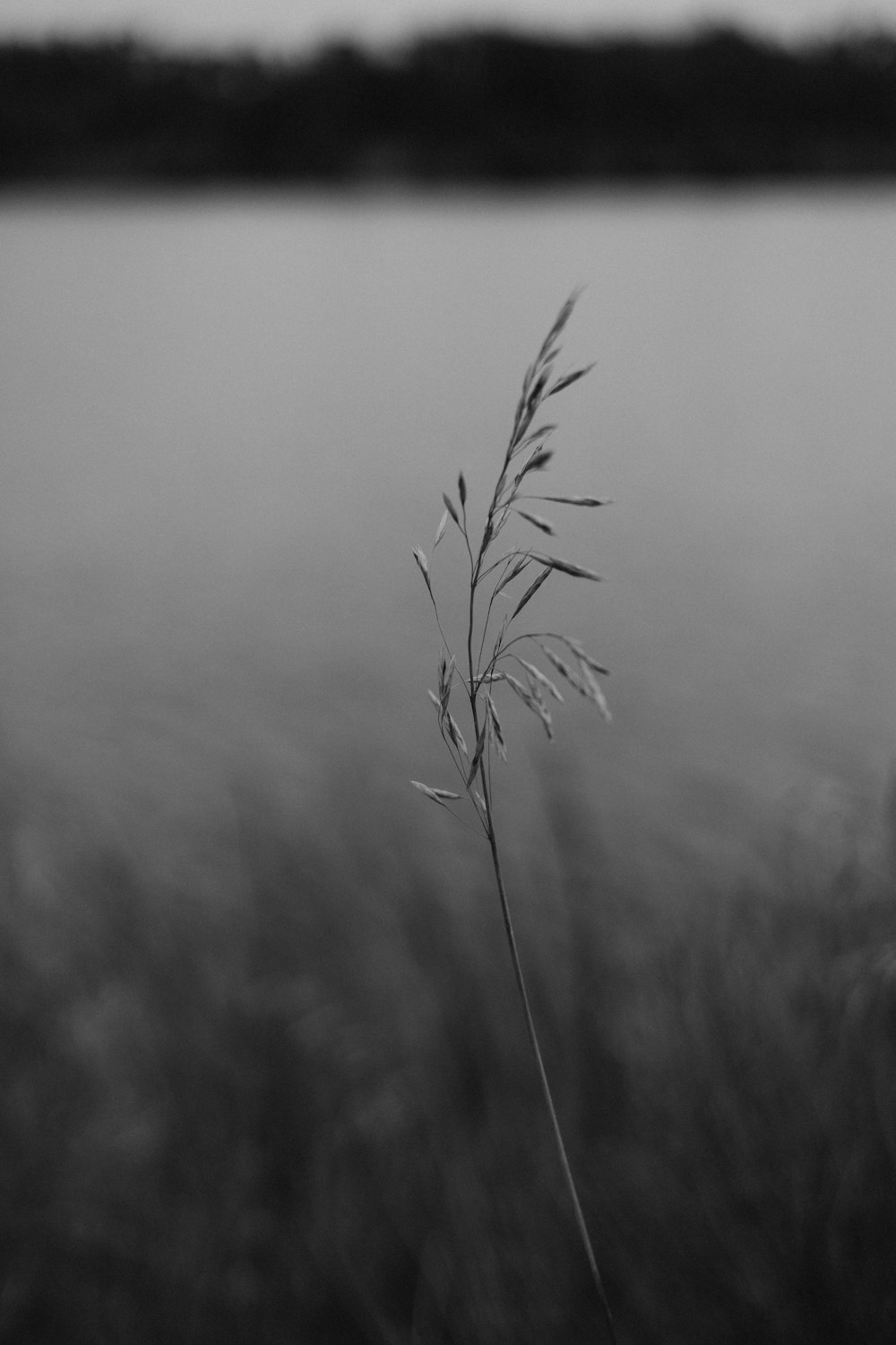 a black and white photo of a plant in front of a body of water