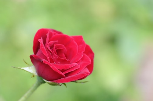 A soft-focus close-up of a single red rose with dewdrops glistening on its petals.