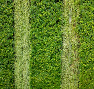 A dense green hedge with varying shades of green foliage, displaying a vertically aligned pattern where some sections are lighter and some are darker. The leaves are tightly packed together, creating a textured surface.