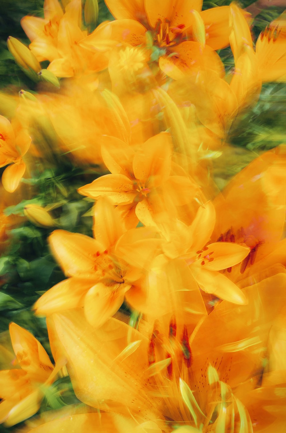 a bunch of yellow flowers that are in the grass