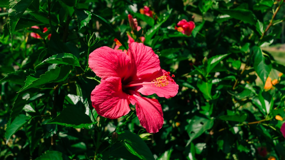 a red flower is blooming in a garden