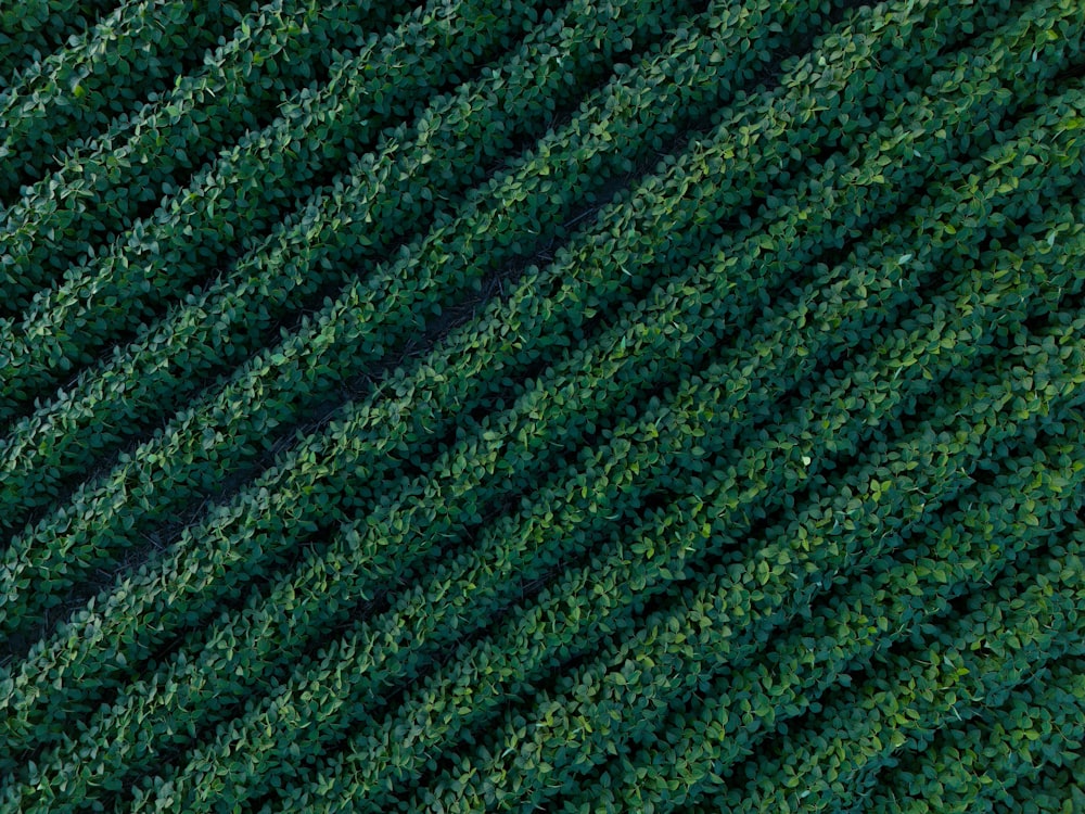 an aerial view of a green field