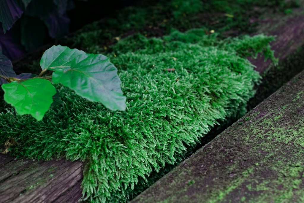 Natural Green Moss