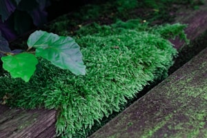 Natural Green Moss
