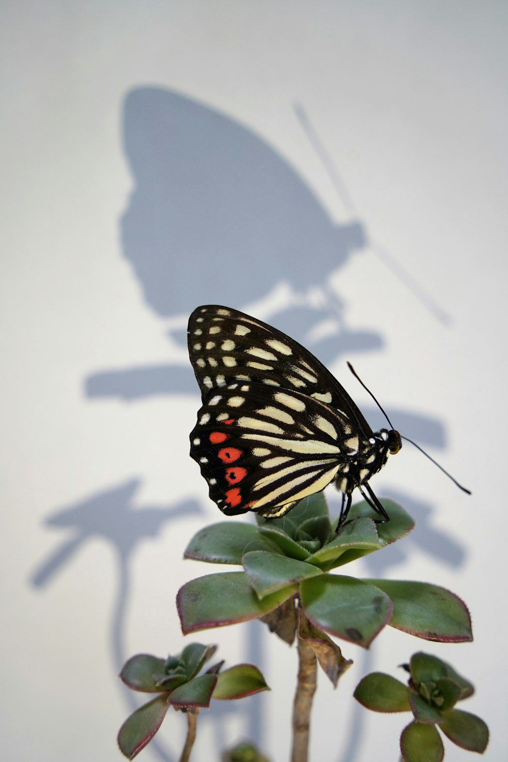 a butterfly sitting on top of a green plant