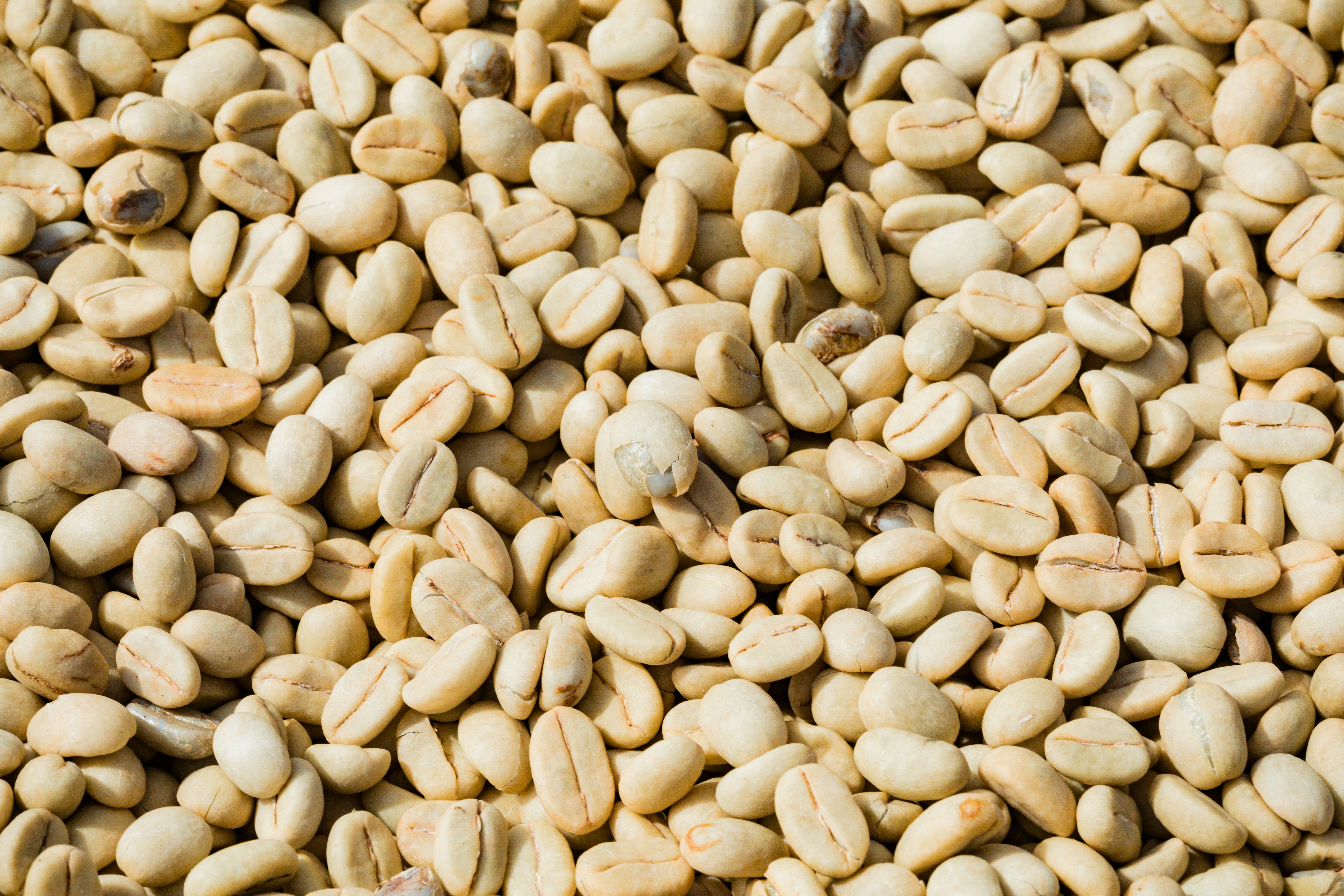 Kopi Greenbean Kalikisari - Extended Process