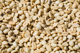 A close-up of fresh green coffee beans spilling from a burlap sack.
