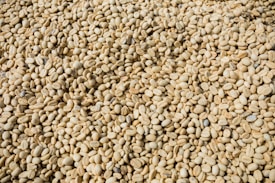 A large quantity of unroasted coffee beans is spread out, showing variations in size and shape. The beans have a pale yellowish color characteristic of their raw form.
