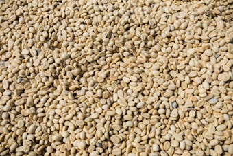 A large quantity of unroasted coffee beans is spread out, showing variations in size and shape. The beans have a pale yellowish color characteristic of their raw form.