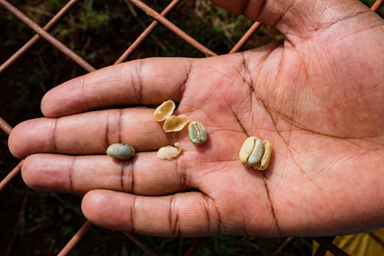 An open hand holding several coffee beans, some of which are shelled and others unshelled. The lines and texture of the skin are visible, with metal fencing and greenery in the background.