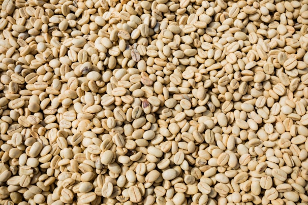 A large quantity of light-colored coffee beans, spread out uniformly across the entire surface. The beans appear raw, with a pale yellowish hue and a dry texture.